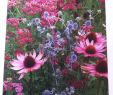 Natur Und Garten Inspirierend Echinacea Purpurea Magnus Eryngium Blue Glitter and