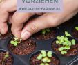 Neulich Im Garten Inspirierend Die 348 Besten Bilder Von Schrebergarten In 2020