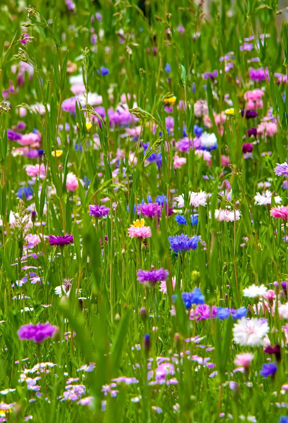 Neulich Im Garten Schön 25 Reizend Wildblumen Im Garten Frisch