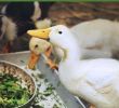 Permakultur Garten Anleitung Genial 10 Important Things to Consider when Building A Duck Coop