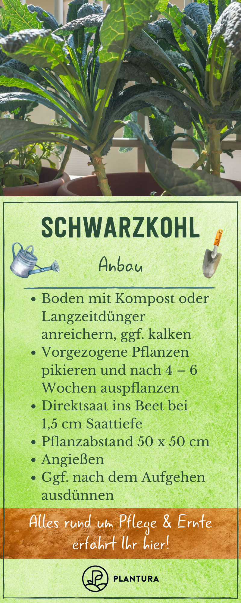 Pflanze Mit G Best Of Schwarzkohl Profi Tipps Zu Anbau & Ernte