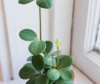 Pflanze Mit G Elegant â92 Beautiful Hanging Plants Ideas to Inspire You 30
