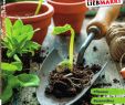 Pflanzstein Ideen Luxus Gartenkatalog 2020 by Lieb issuu