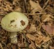 Pilze Im Garten Bestimmen Best Of Giftige Pilze Erkennen Diese Arten Sind Lebensgefährlich