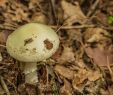 Pilze Im Garten Bestimmen Best Of Giftige Pilze Erkennen Diese Arten Sind Lebensgefährlich