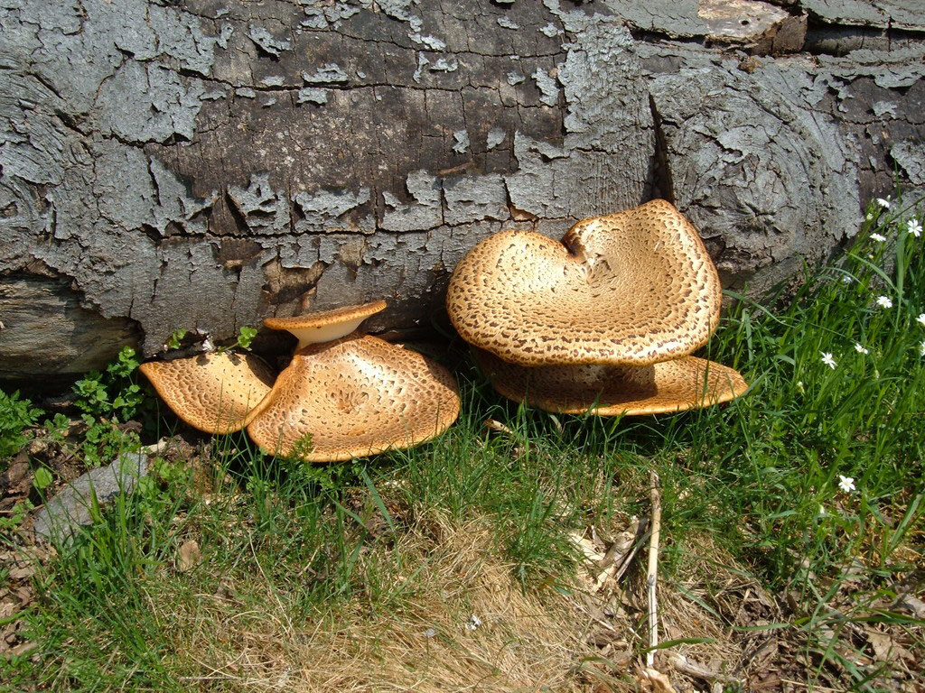 Pilze Im Garten Bestimmen Best Of Pilze April Pilzfinder solling Pilze Pilzbestimmung
