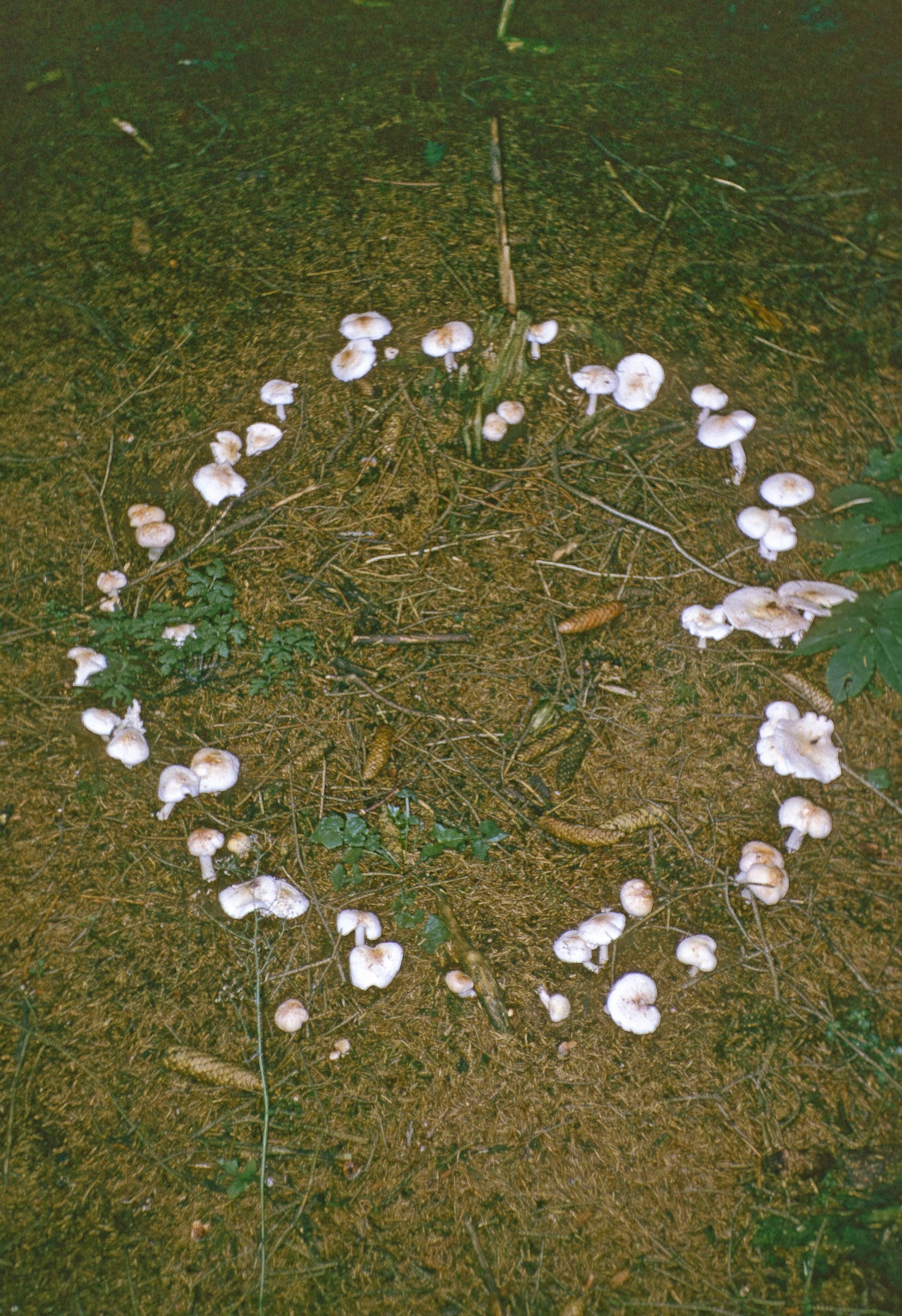 pilze im rasen beim hexenring wachsen schaedlinge in einer bestimmten form auf dem boden