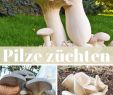 Pilze Im Garten Bestimmen Einzigartig Die 120 Besten Bilder Von Pilze In 2020