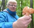 Pilze Im Garten Bestimmen Einzigartig Experte Gibt Tipps so Finden Sie Richtigen Pilze