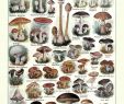 Pilze Im Garten Bestimmen Elegant Antique French Learning Board Mushrooms Illustration Digital