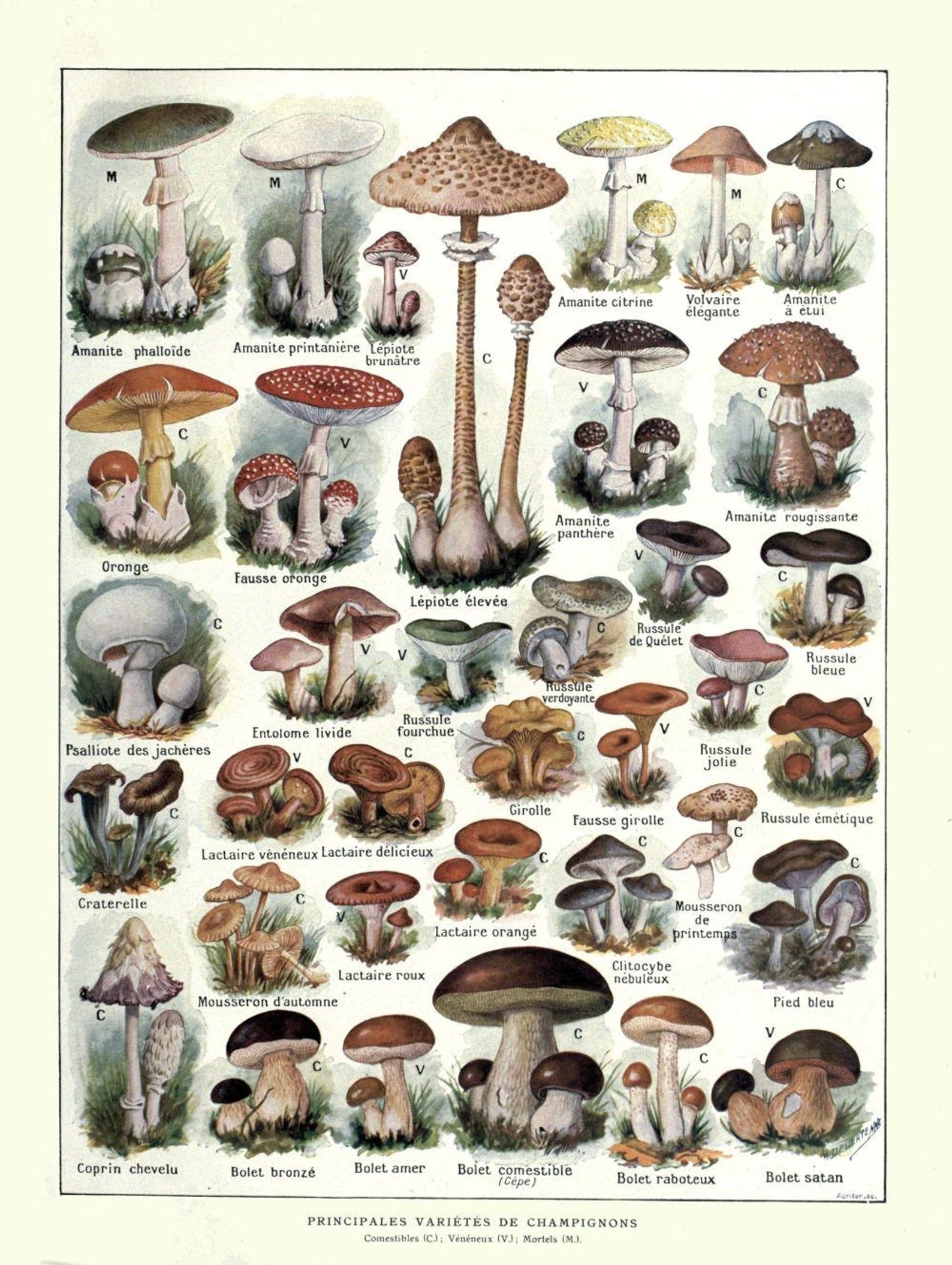 Pilze Im Garten Bestimmen Elegant Antique French Learning Board Mushrooms Illustration Digital
