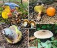 Pilze Im Garten Bestimmen Elegant Pilze Am 13 07 2018