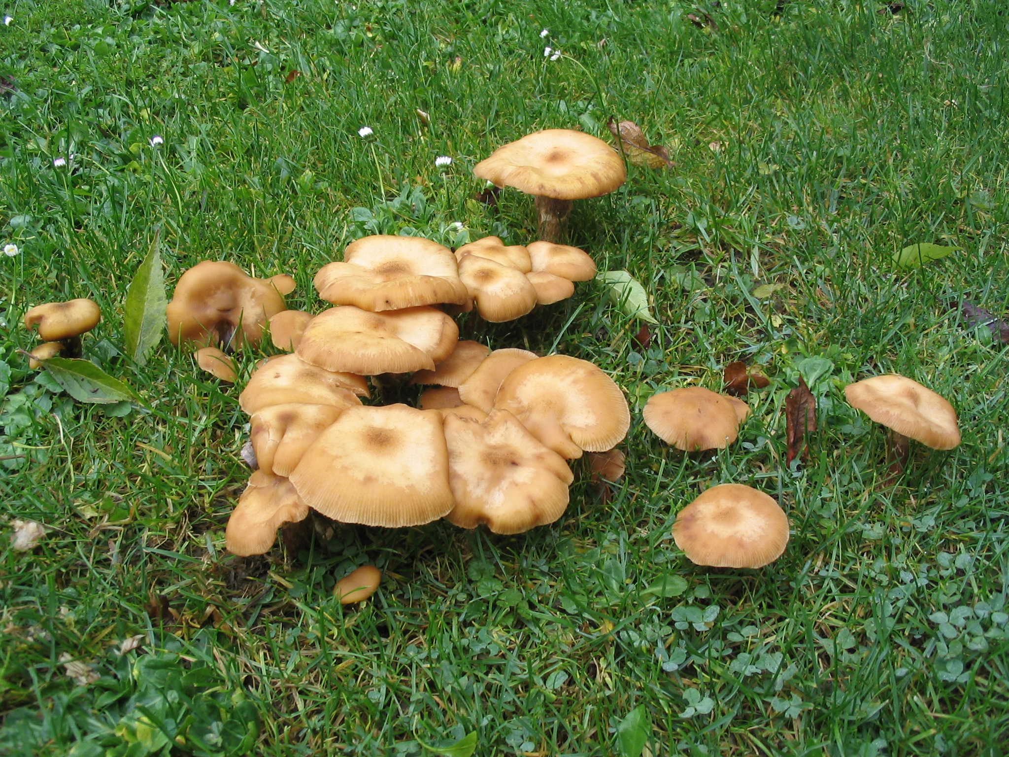 Pilze Im Garten Bestimmen Frisch Hilfe Was Sind Das Für Pilze Auf Meinem Rasen