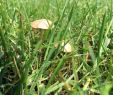 Pilze Im Garten Bestimmen Inspirierend Pilze Im Rasen Bekämpfen Was Hilft Gegen Hutpilze & Co