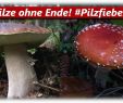 Pilze Im Garten Bestimmen Luxus Pilze Sammeln Steinpilz Maronenröhrling Rotfußröhrling