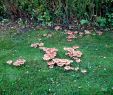 Pilze Im Garten Bestimmen Neu Pilze Im Hausgarten Entdeckt Wer Kennt Sie