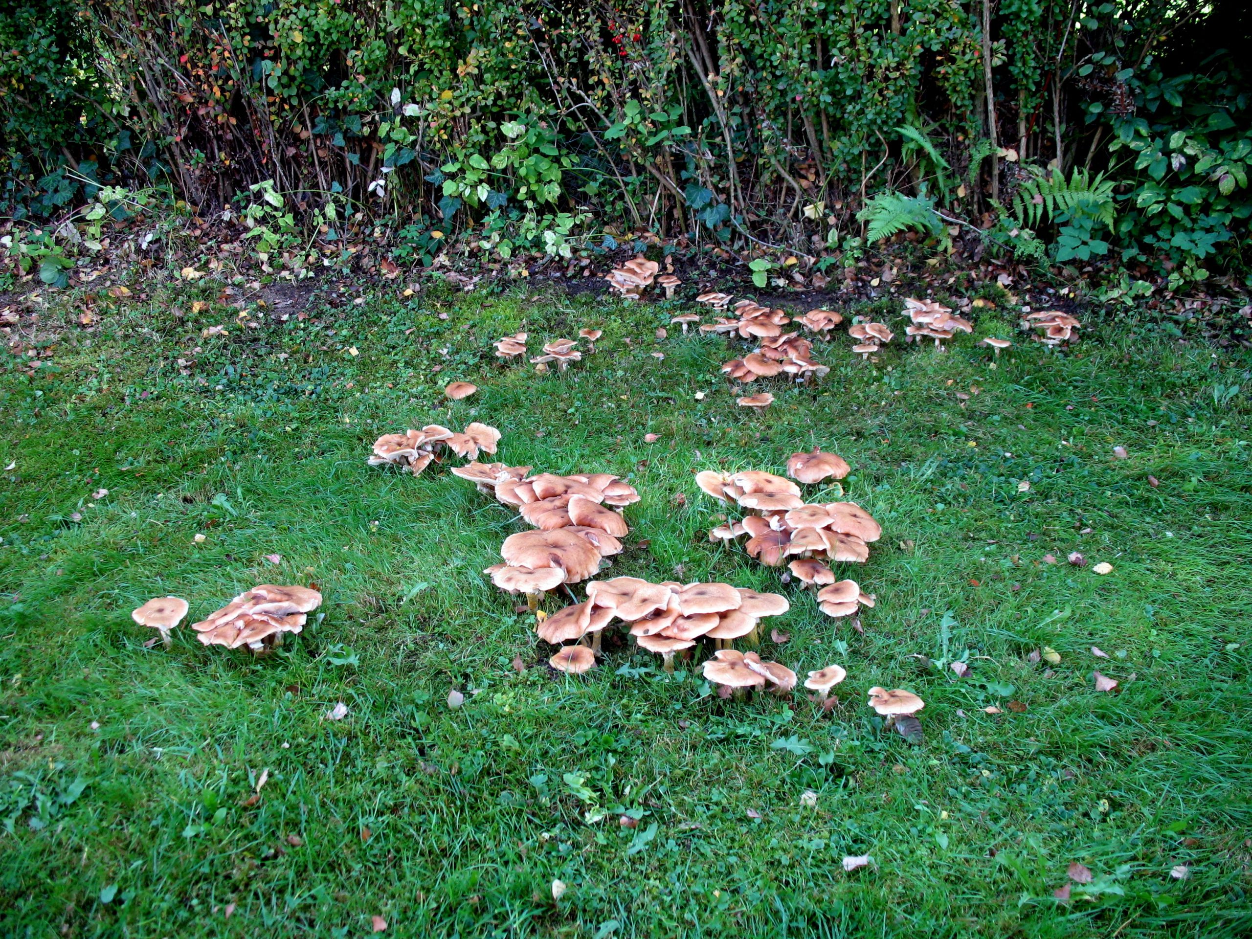 Pilze Im Garten Bestimmen Neu Pilze Im Hausgarten Entdeckt Wer Kennt Sie
