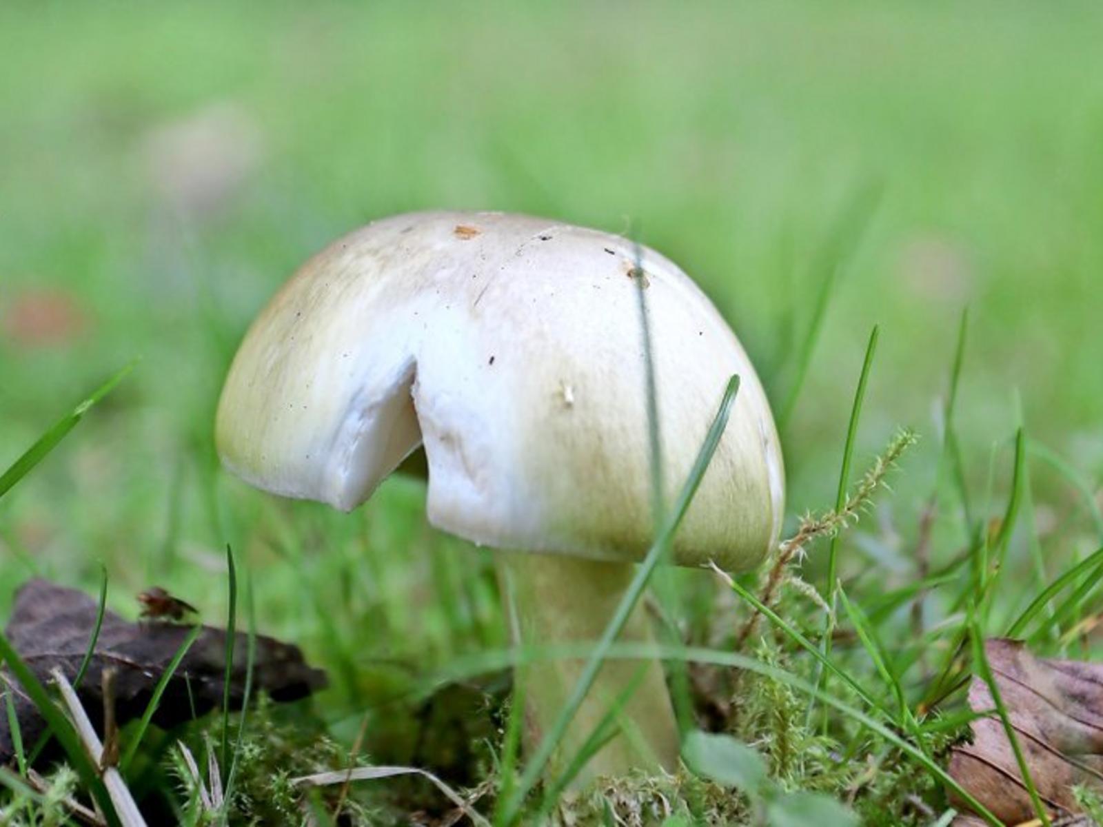 Pilze Im Garten Bestimmen Neu Pilze Verwechselt Paar Aus Vorpommern Stirbt Fast An Ver Tung