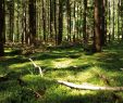 Pilze Im Garten Bestimmen Schön Waldboden Nadelwald Mildenitztal In Mecklenburg Vorpommern