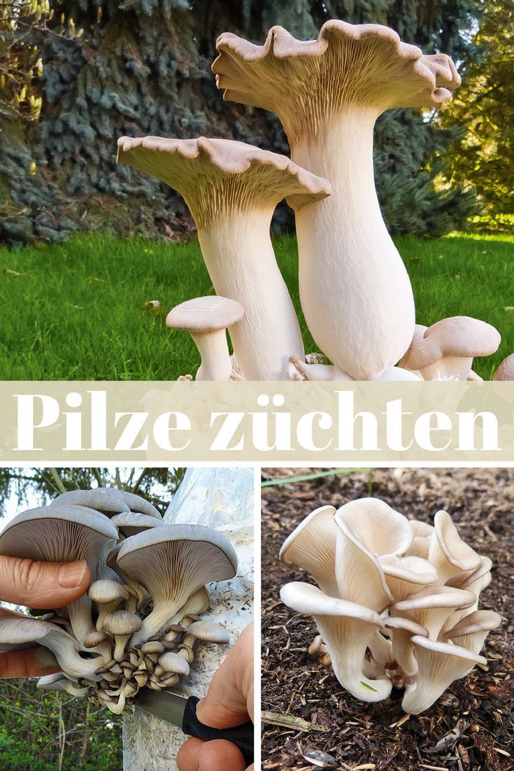 Pilze Im Garten Bilder Best Of Die 120 Besten Bilder Von Pilze In 2020