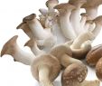 Pilze Im Garten Bilder Einzigartig Bio Edel Pilzmix Shiitake Kräuterseitling