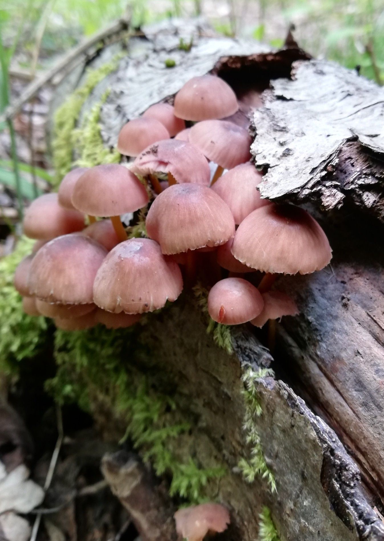 Pilze Im Garten Bilder Elegant Pin Von H2o Auf Mushrooms Pilze