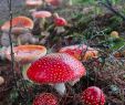 Pilze Im Garten Bilder Schön Pin Von astrid Artinian Auf Fliegenpilz