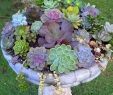 Pinterest Gartendeko Einzigartig Beautiful Container Gardening Flowers 150