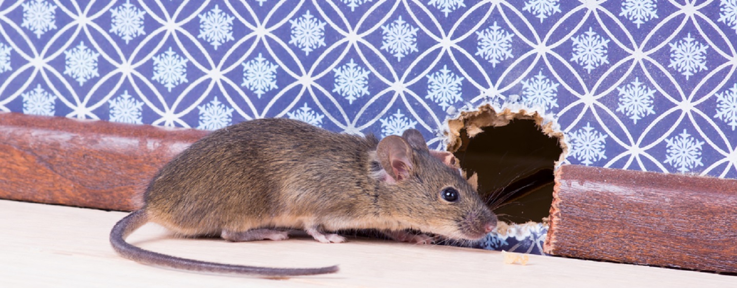Ratten Im Garten Vertreiben Best Of Deckt Ihre Versicherung Kosten Anticimex