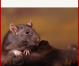 Ratten Im Garten Vertreiben Best Of Ratten Im Garten Tipps & Tricks