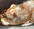 Ratten Im Garten Vertreiben Best Of Warum Ratten Und Mäuse Jetzt Ins Haus Kommen