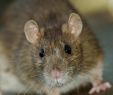 Ratten Im Garten Vertreiben Einzigartig Ratten Wie Sie Tiere Erfolgreich Aus Haus Und Garten