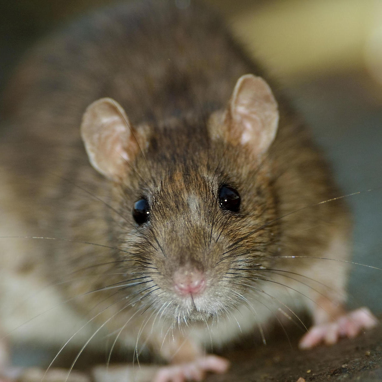 50+ schlau Vorrat Ratten Im Garten Vertreiben : Ratten im Garten: Mit