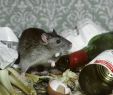 Ratten Im Garten Vertreiben Einzigartig Rattenplage Krankheiten Und Schäden Durch Nagerbefall