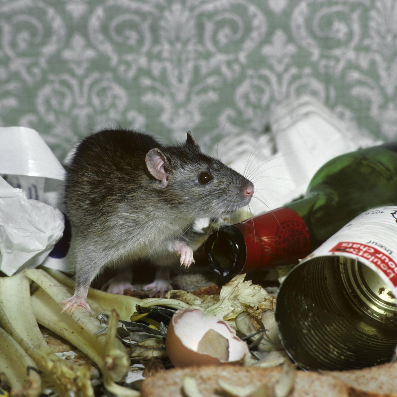 Ratten Im Garten Vertreiben Einzigartig Rattenplage Krankheiten Und