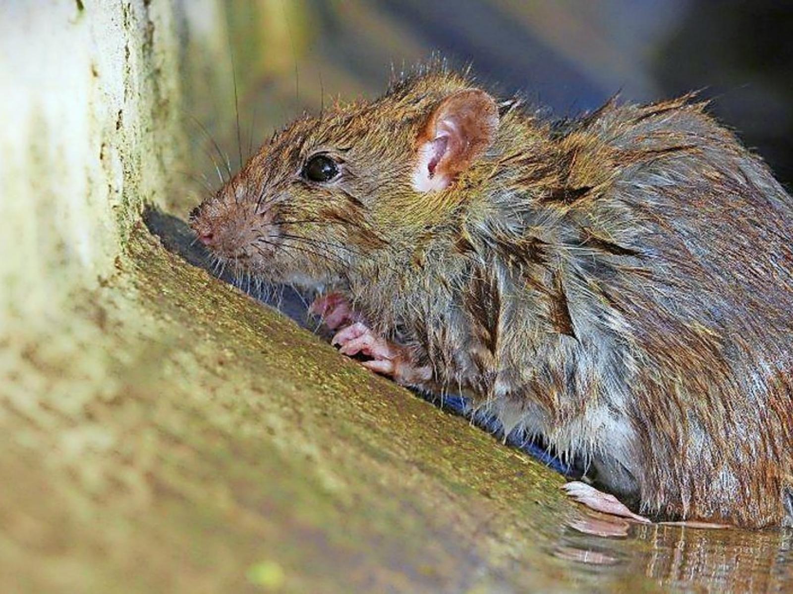 Ratten Im Garten Vertreiben Einzigartig Wennigsen Ratten Beunruhigen Anwohner Der Hirtenstraße