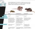 Ratten Im Garten Vertreiben Elegant Substral Celaflor Mäuse Portionsköder Anwendungsfertiger attraktiver Köder Zur Bekämpfung Von Mäusen Mit Wirkstoff 20 X 10 G Portionsbeutel