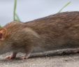 Ratten Im Garten Vertreiben Frisch Kammerjäger Ratgeber Infos Zu Schädlingen