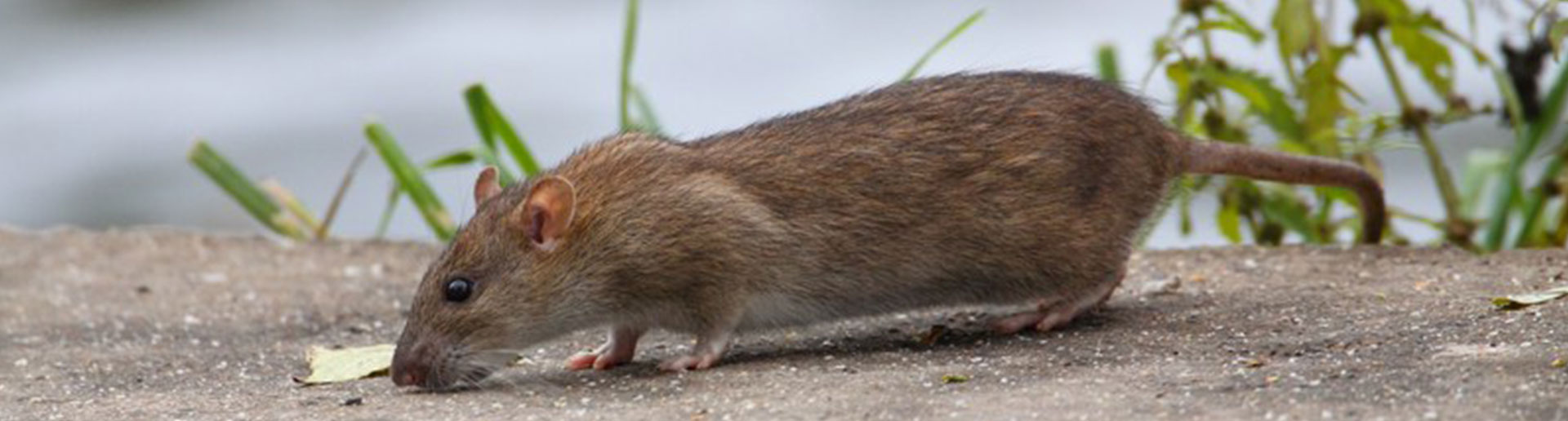 Ratten Im Garten Vertreiben Frisch Kammerjäger Ratgeber Infos Zu Schädlingen