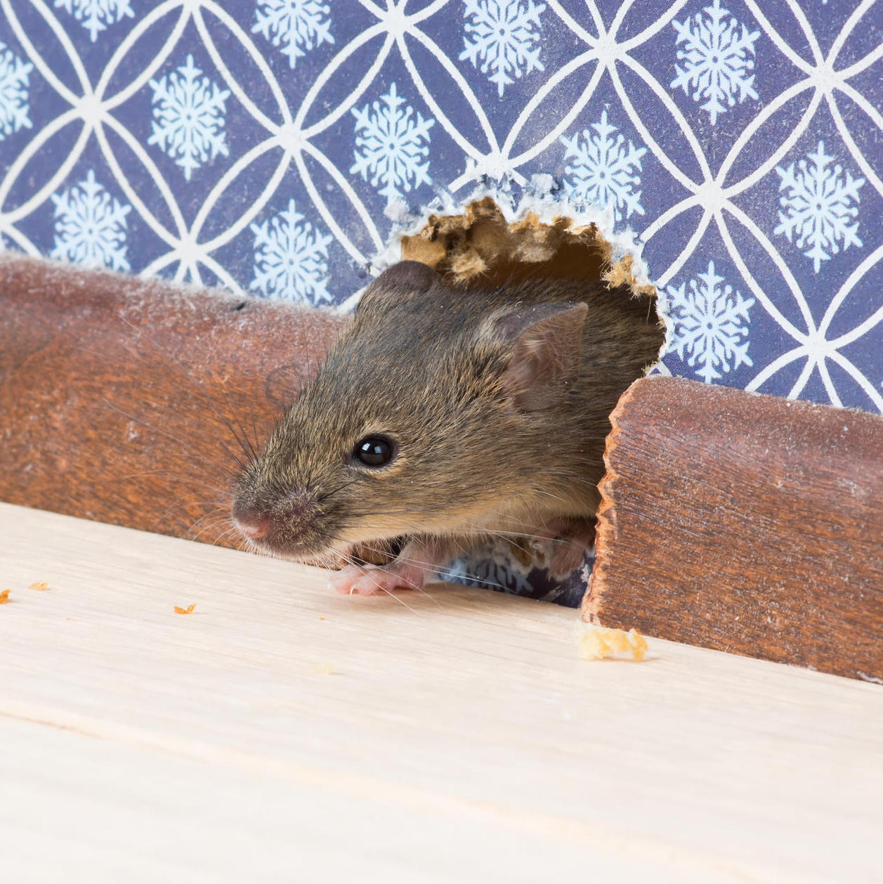 Ratten Im Garten Vertreiben Frisch Mäuse Im Haus Bekämpfen Mäuse Fangen Ver Ten Oder
