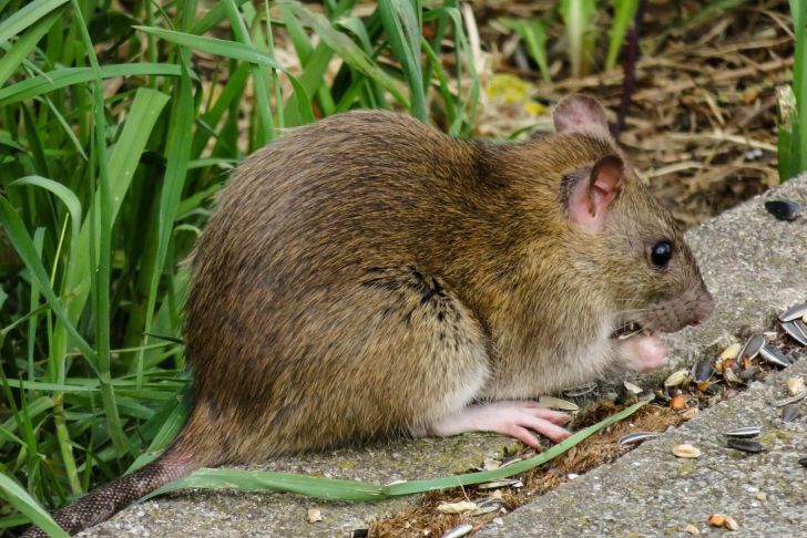 Ratten Im Garten Vertreiben Frisch Ratten Im Garten Erkennen Und Bekämpfen