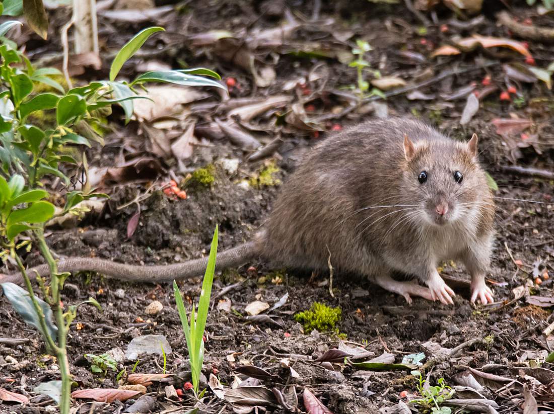 Ratten Im Garten Vertreiben Frisch Ratten Vertreiben so Werden Sie Lästigen Schädlinge Los