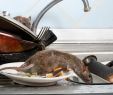 Ratten Im Garten Vertreiben Frisch so Schützen Sie Haus Und Hof Vor Ratten
