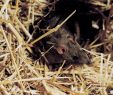 Ratten Im Garten Vertreiben Genial Ratten Im Garten Oder Haus Ratgeber Wildtiere
