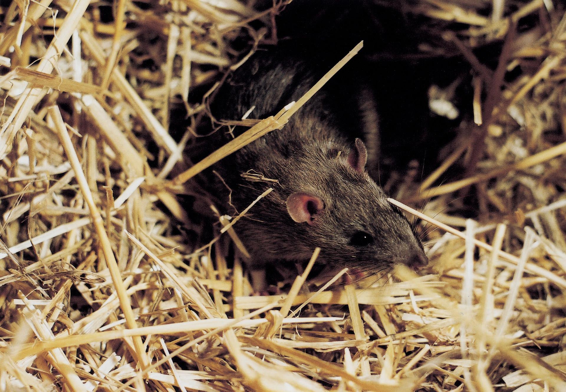 Ratten Im Garten Vertreiben Genial Ratten Im Garten Oder Haus Ratgeber Wildtiere