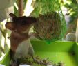 Ratten Im Garten Vertreiben Inspirierend Maus Im Vogelhaus