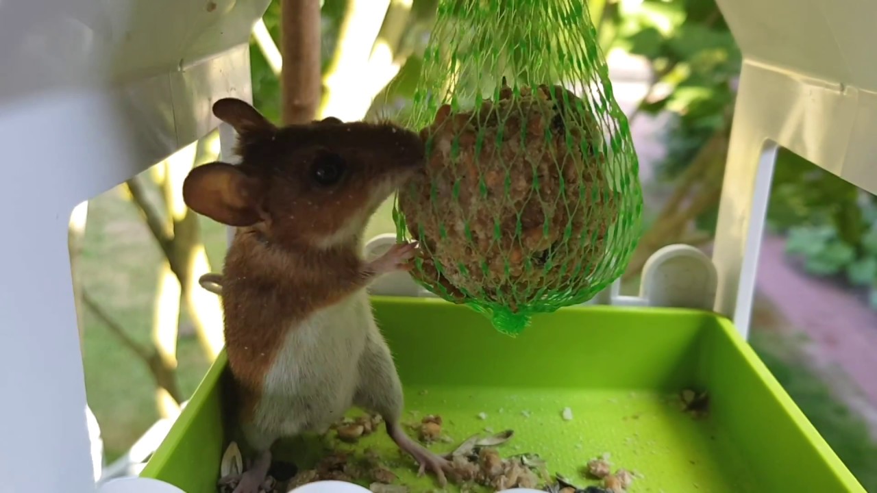Ratten Im Garten Vertreiben Inspirierend Maus Im Vogelhaus