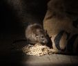 Ratten Im Garten Vertreiben Inspirierend Mäuseschreck Test & Empfehlungen 04 20