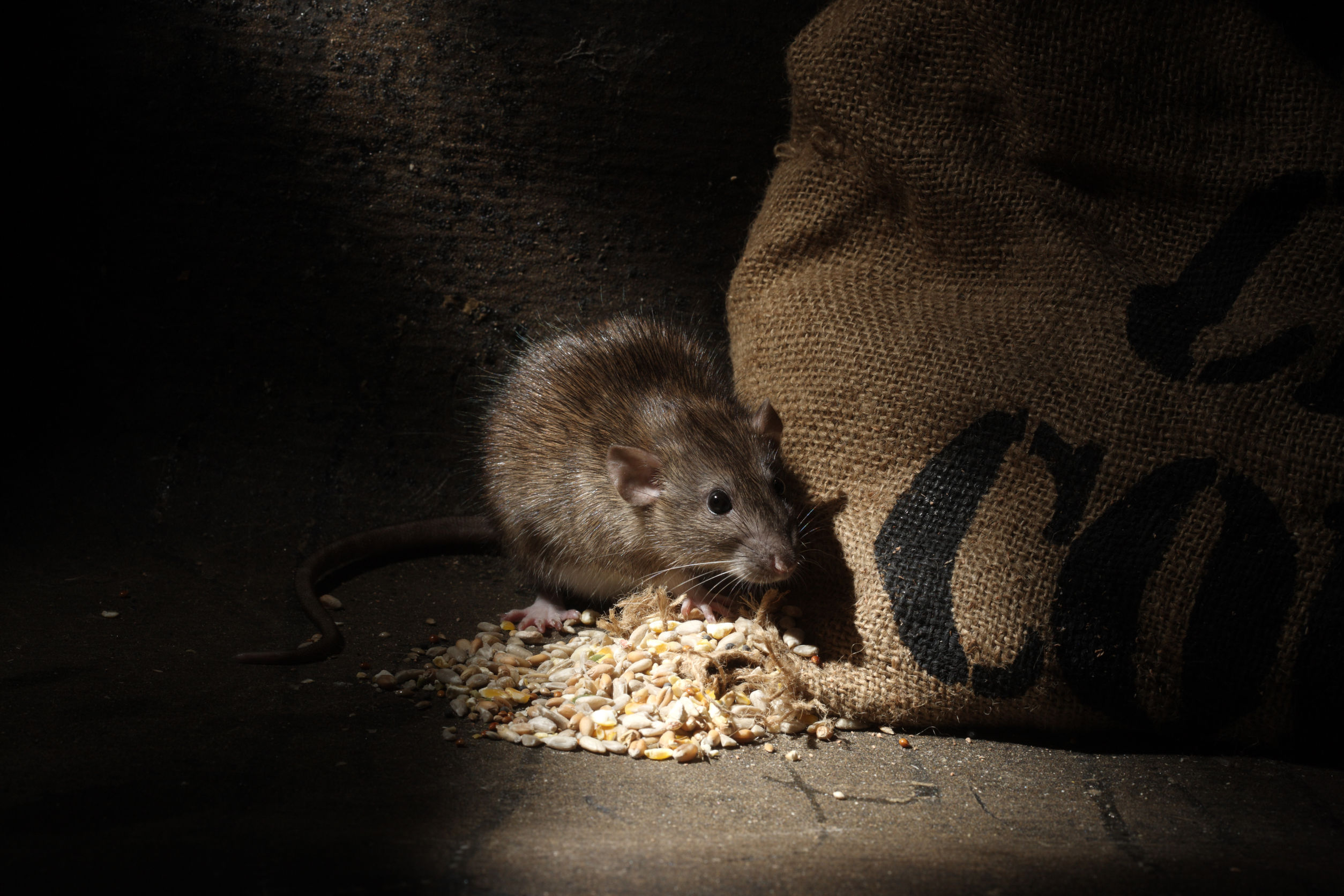 Ratten Im Garten Vertreiben Inspirierend Mäuseschreck Test & Empfehlungen 04 20