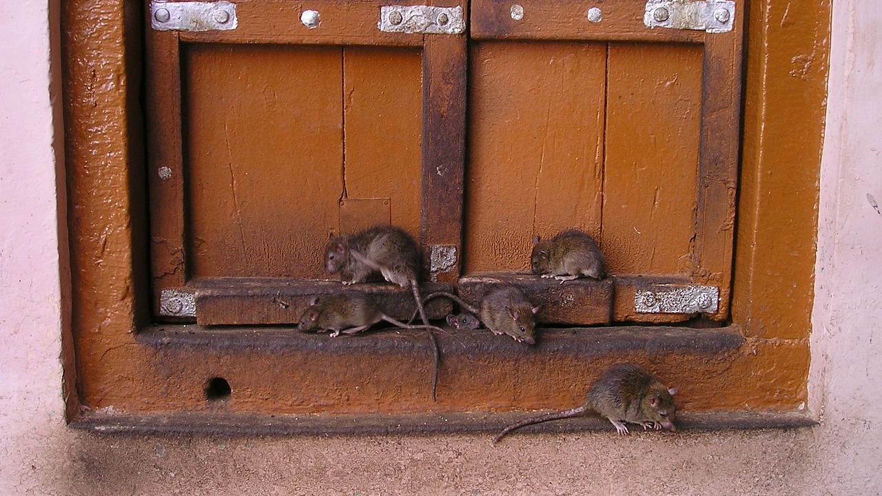 Ratten Im Garten Vertreiben Inspirierend Ratten Vertreiben so Klappt Es Ohne Gift Und Fallen Utopia